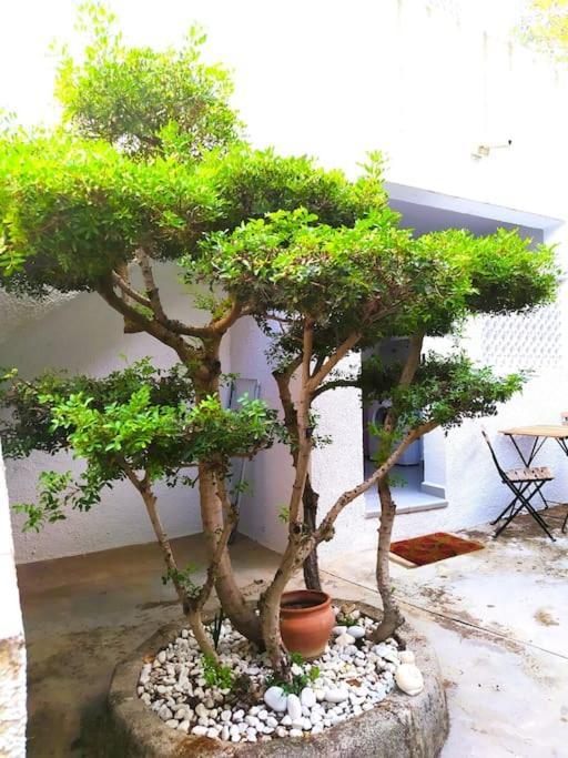 La Casa De Las Palmeras Muntanya la Sella Экстерьер фото